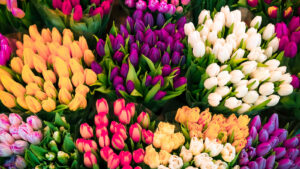 Tulip flowers of various colors, symbolizing 1-800-Flowers.com (FLWS)