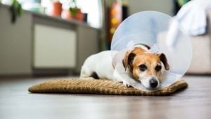 A terrier lies on a dog bed with a cone on.