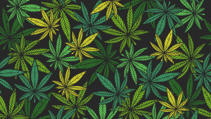 Marijuana leaves on various colors of green and yellow on top of a black background representing HITI stock.