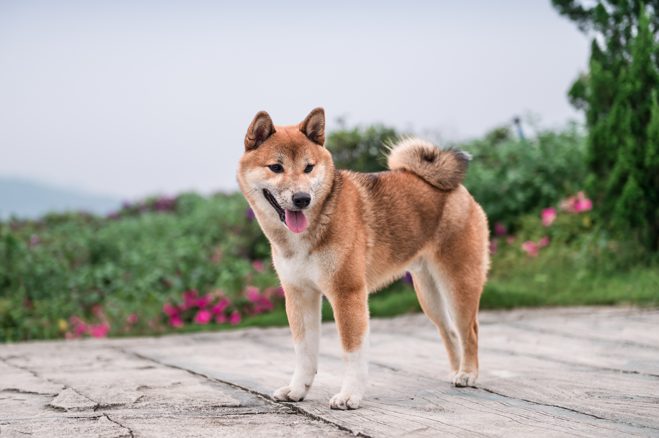 Mascot dog for Dogecoin.