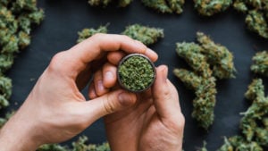 A close-up shot of hands holding a grinder with cannabis buds in the background representing aurora stock. cannabis stocks to buy