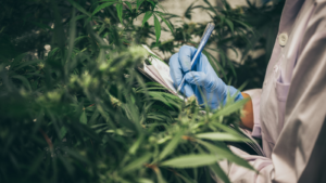 scientist checking organic hemp wild plants in a cannabis weed commercial greenhouse. Concept of herbal alternative medicine, cbd oil, pharmaceutical industry. Cannabis stocks, FLGC stocks