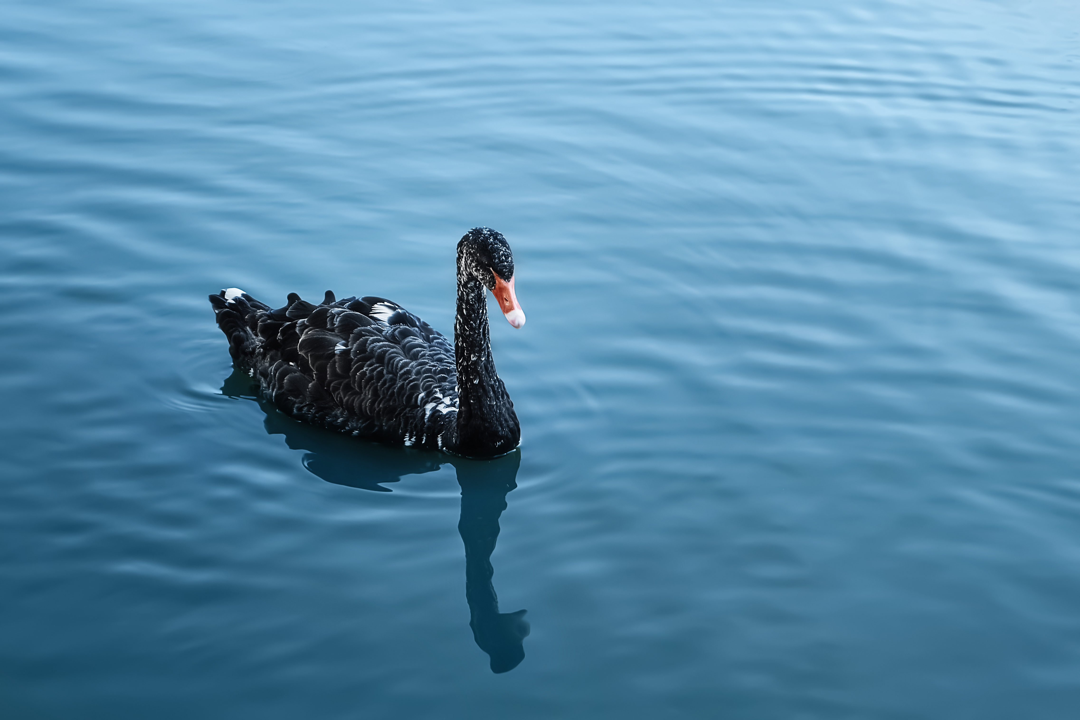 A black swan in a lake.