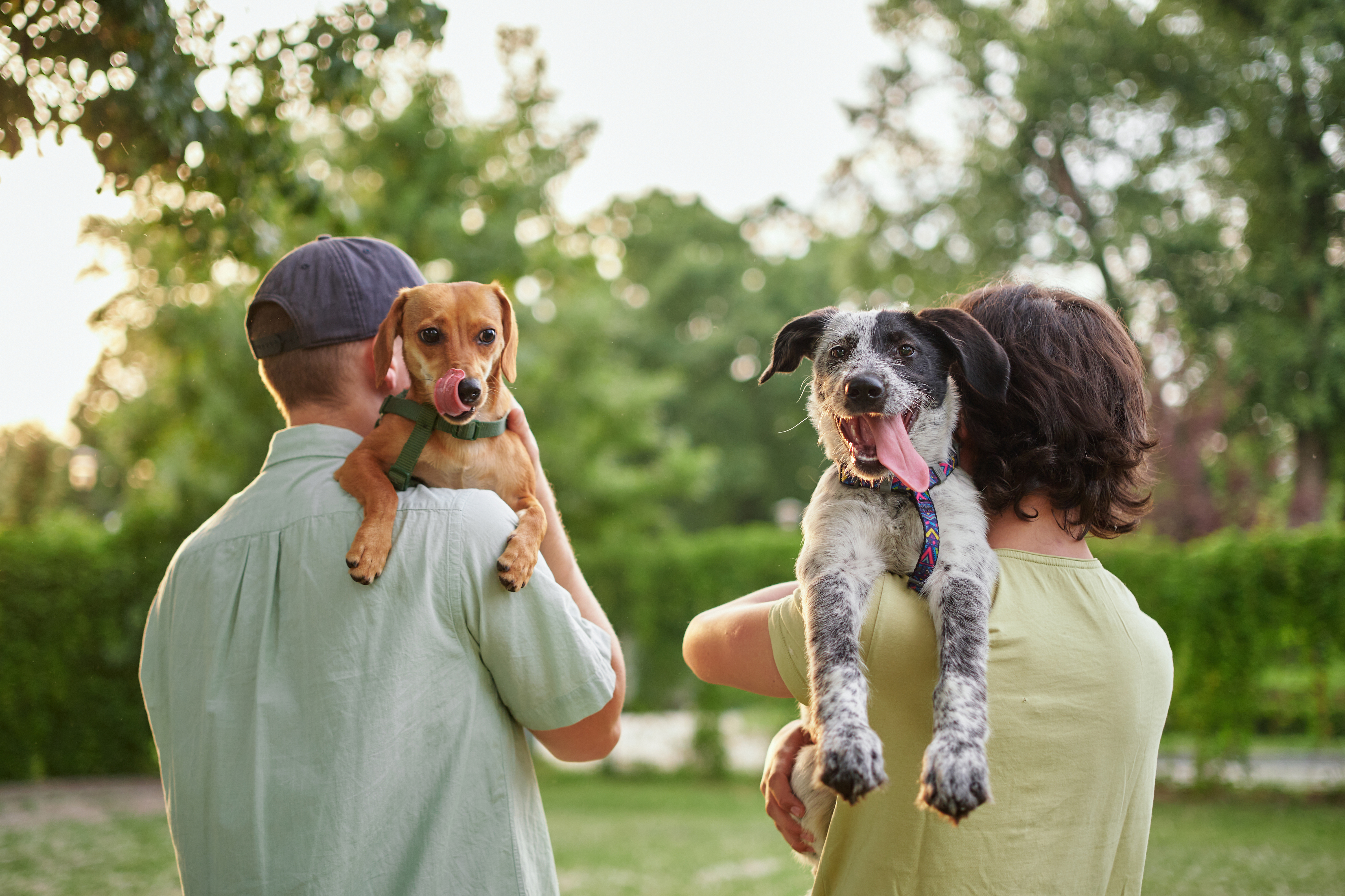 Two people walking in the park, each carrying "smiling" dogs over their shoulders.