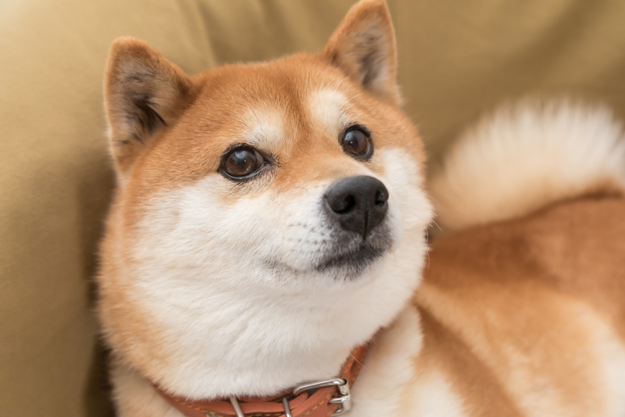 A Shiba Inu-breed dog lying playfully on a couch.