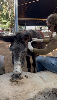 Figure 1: Ariel receiving LPT injection Below the image